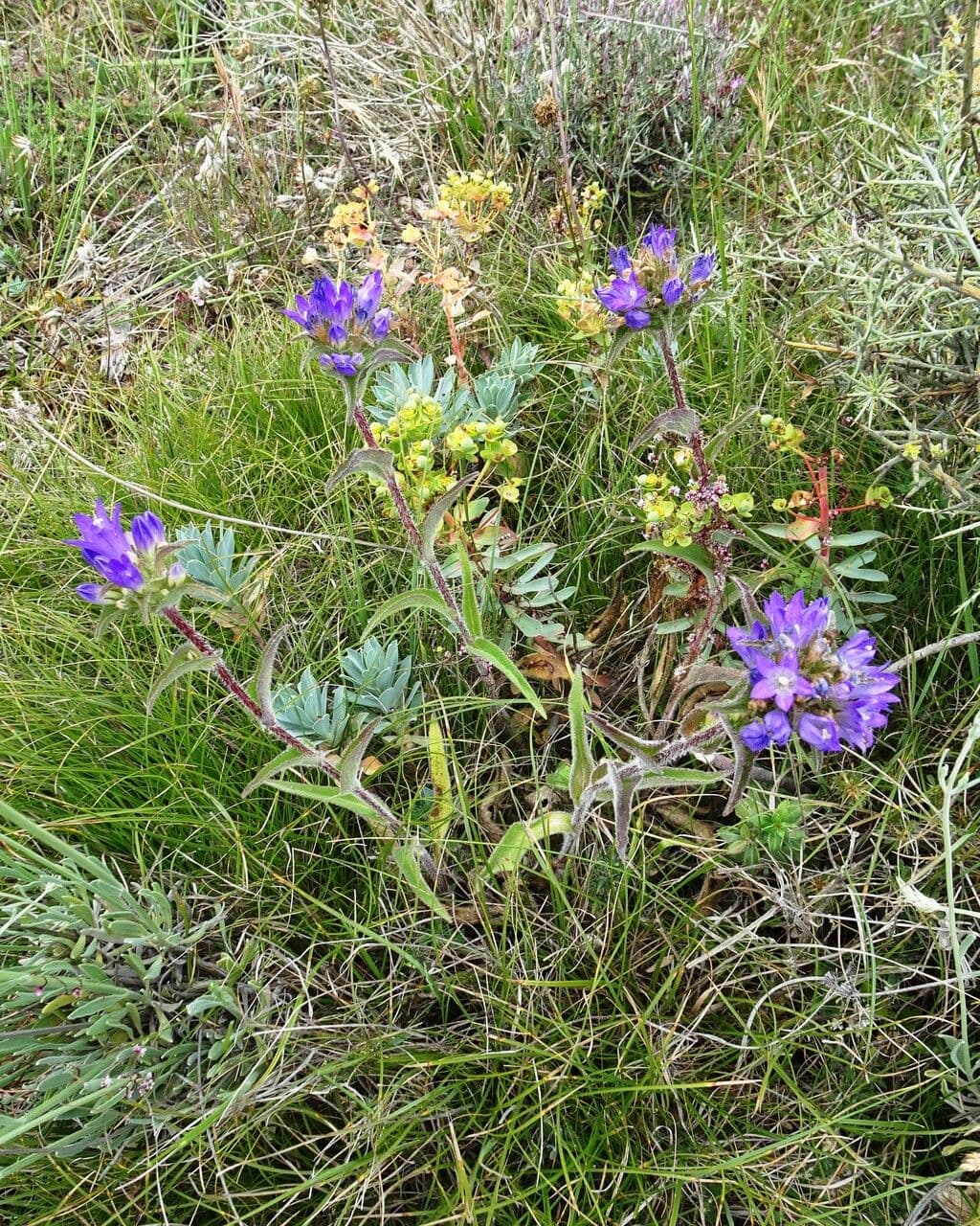 Campanula agglomerata 15