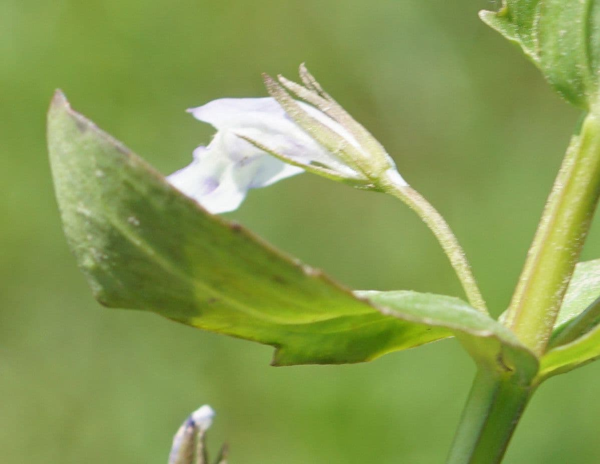 Lindernia 4
