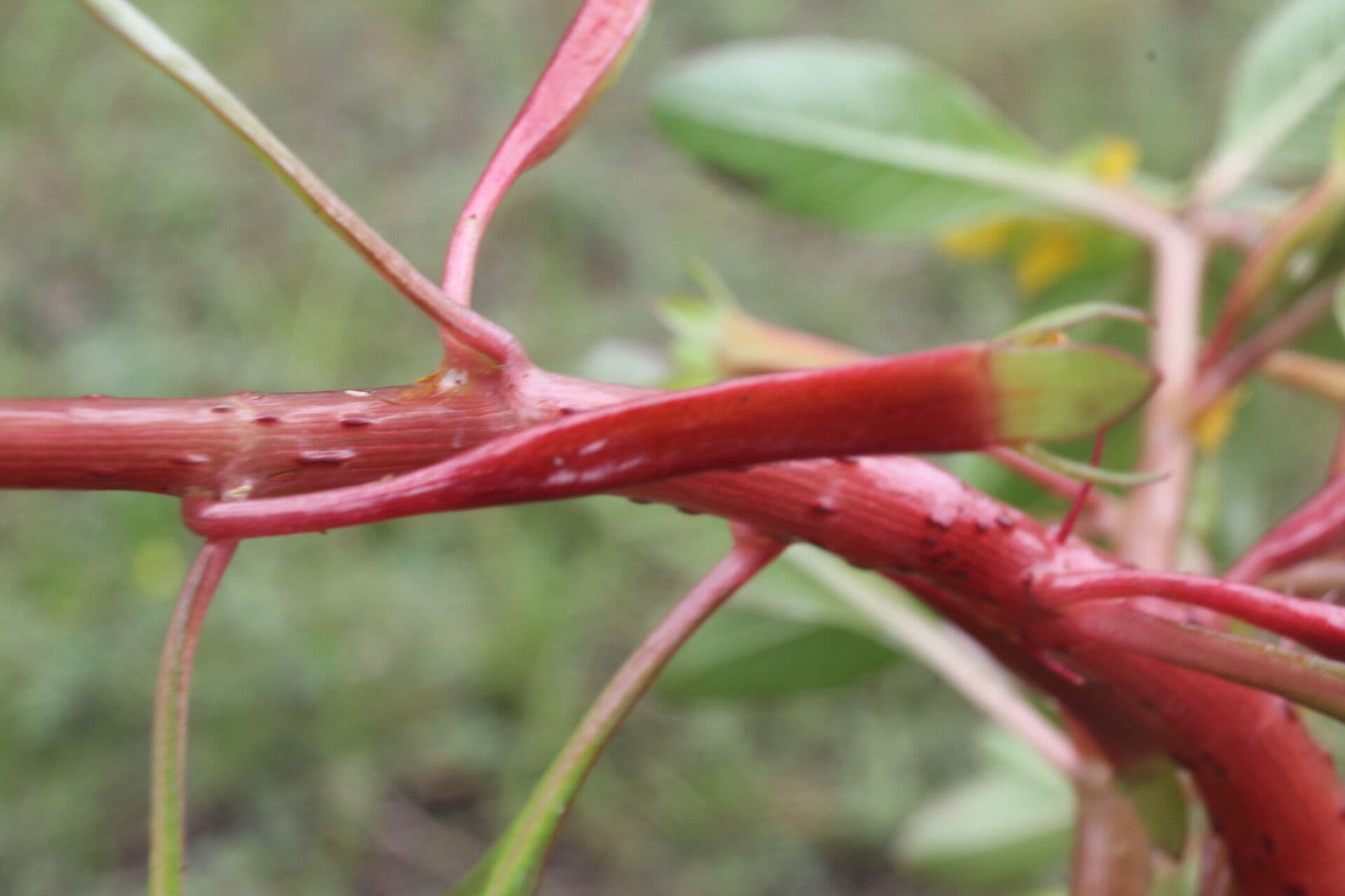 Ludwigia 12