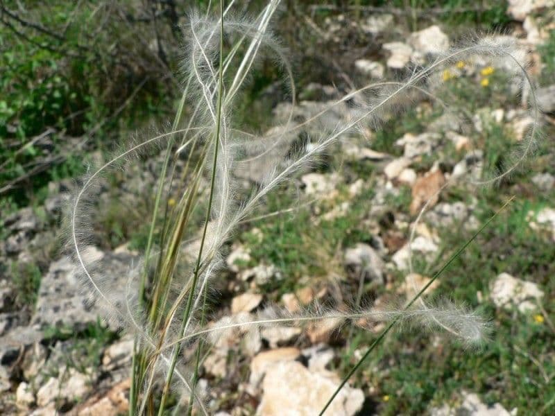Estipa 16