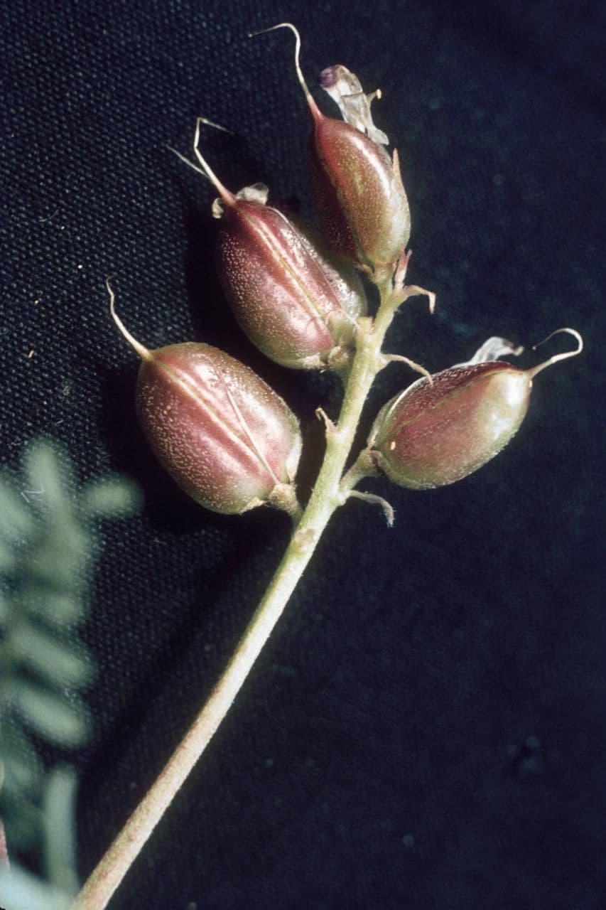 Dickschalige Tragant 3