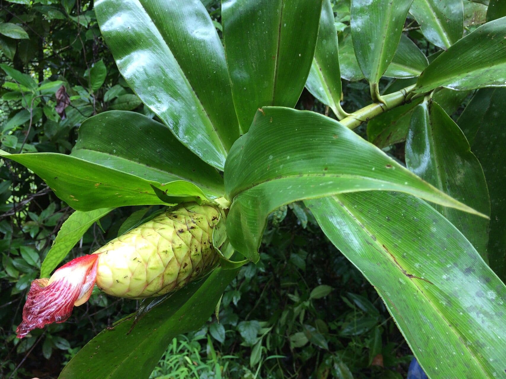 Costus liscio