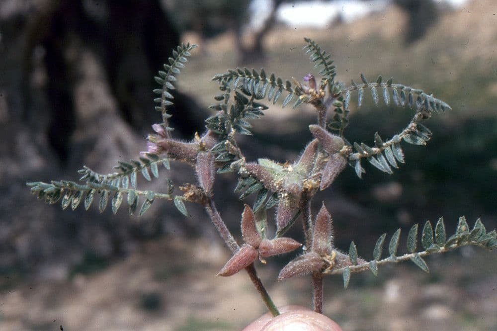 Astragalo 9