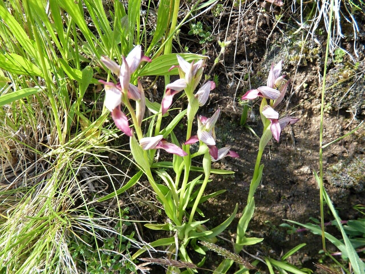Serapide lingua 30