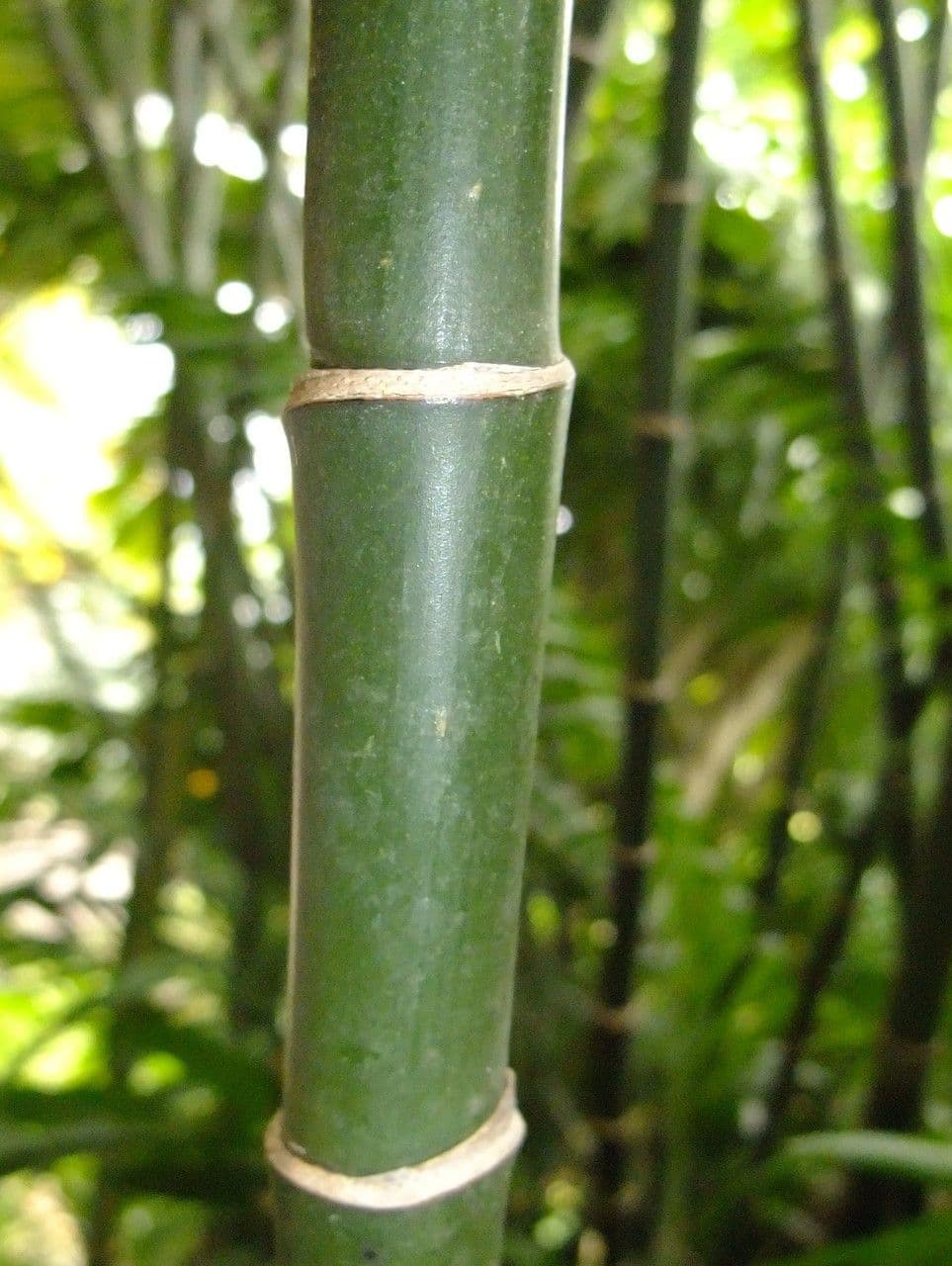 Chamaedorea 7
