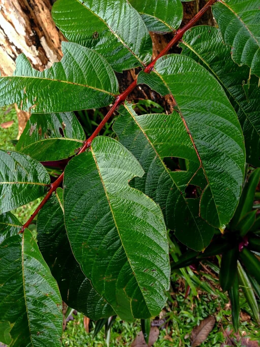Lagerstroemia tomentosa 6