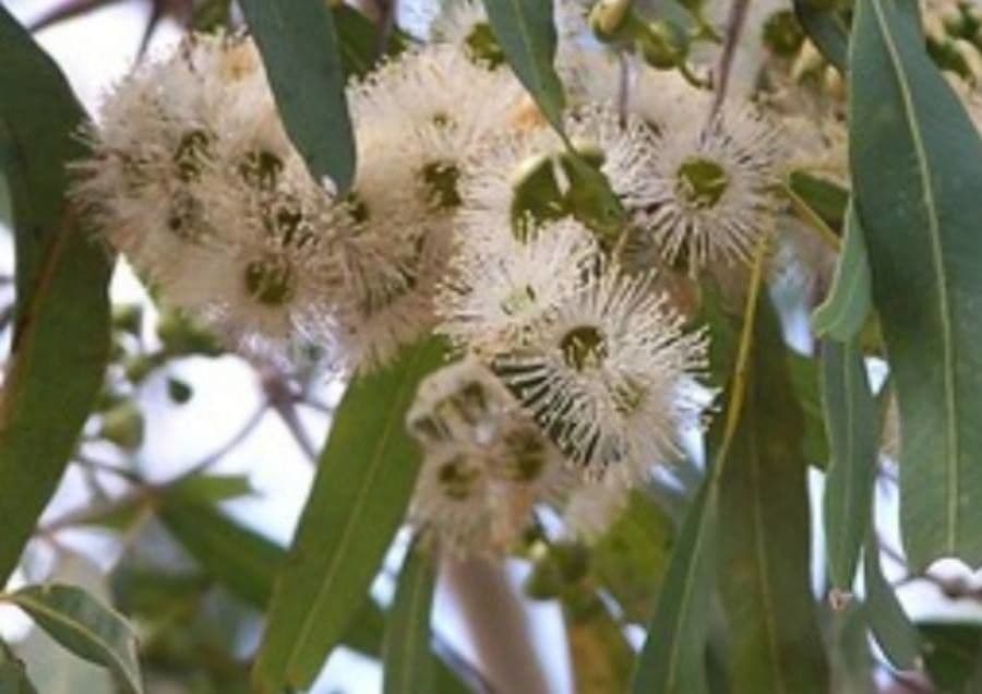 Tessellierter Eukalyptus