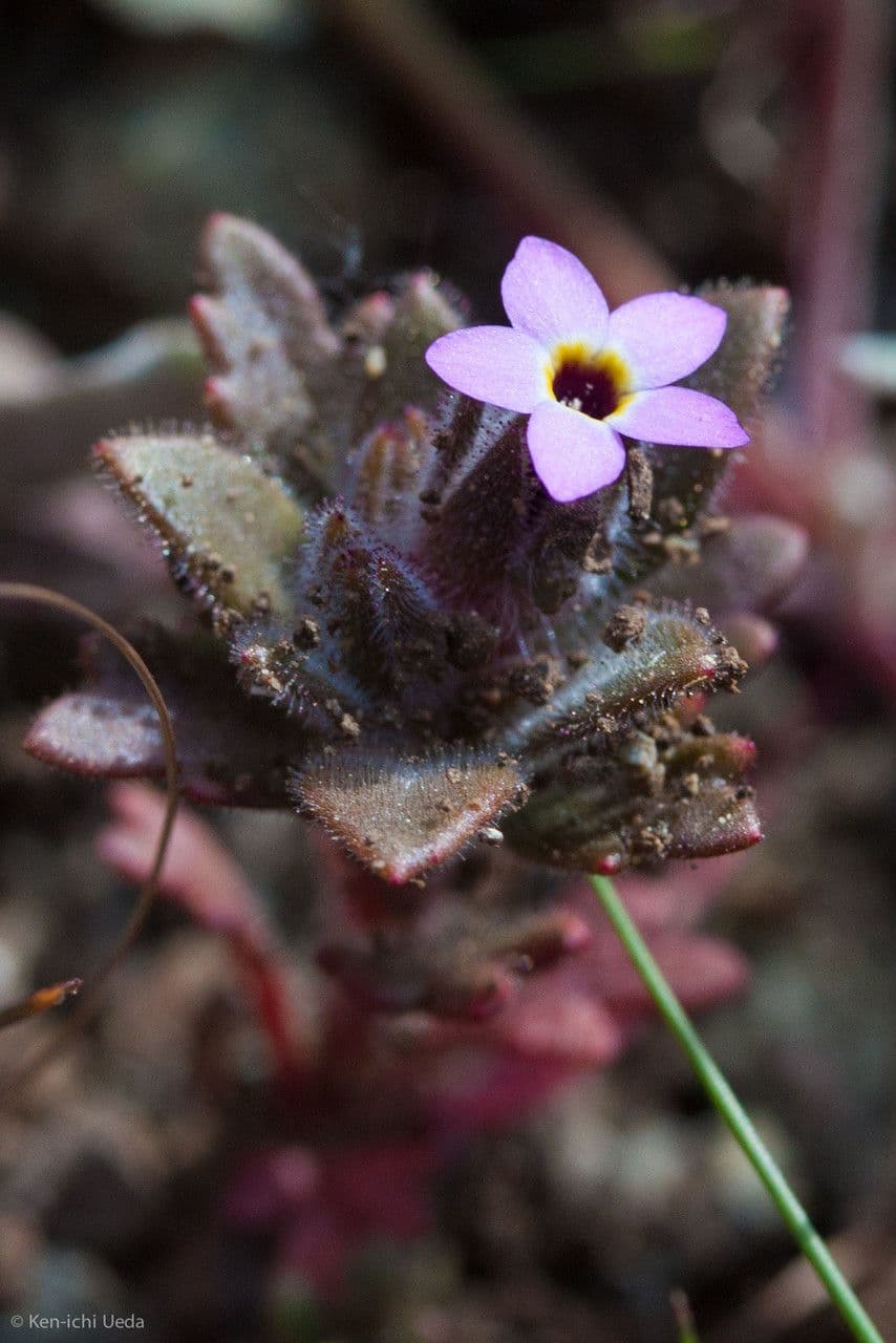 Collomia 2