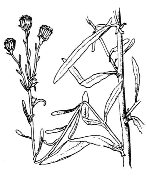 Pulicaria 12