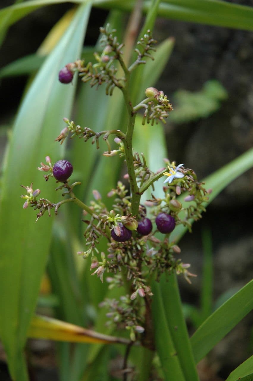 Dianella 2