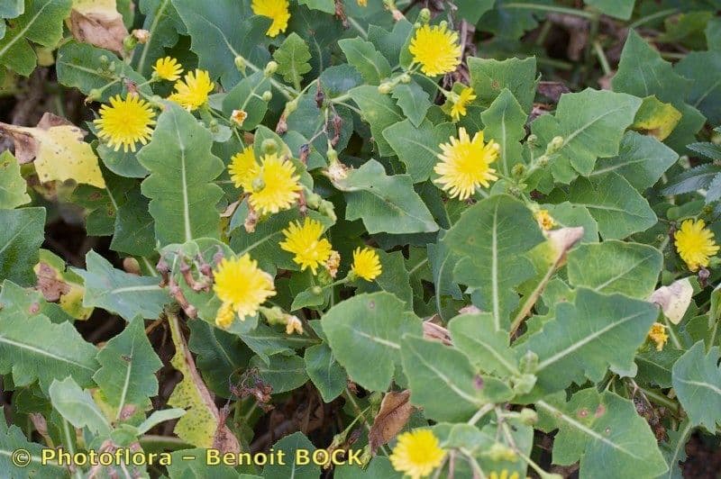 Lechuga 7
