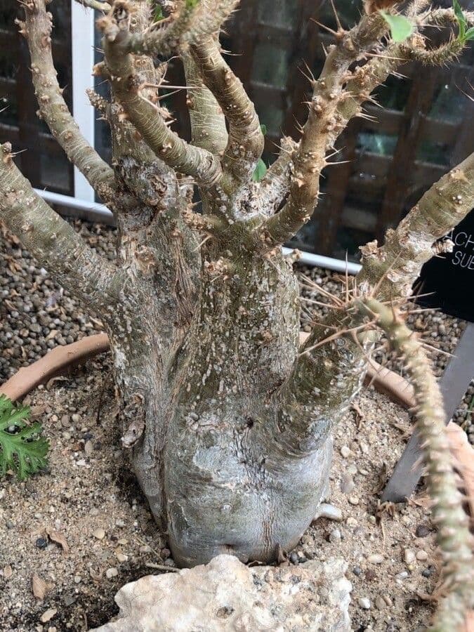 Pachypodium 10