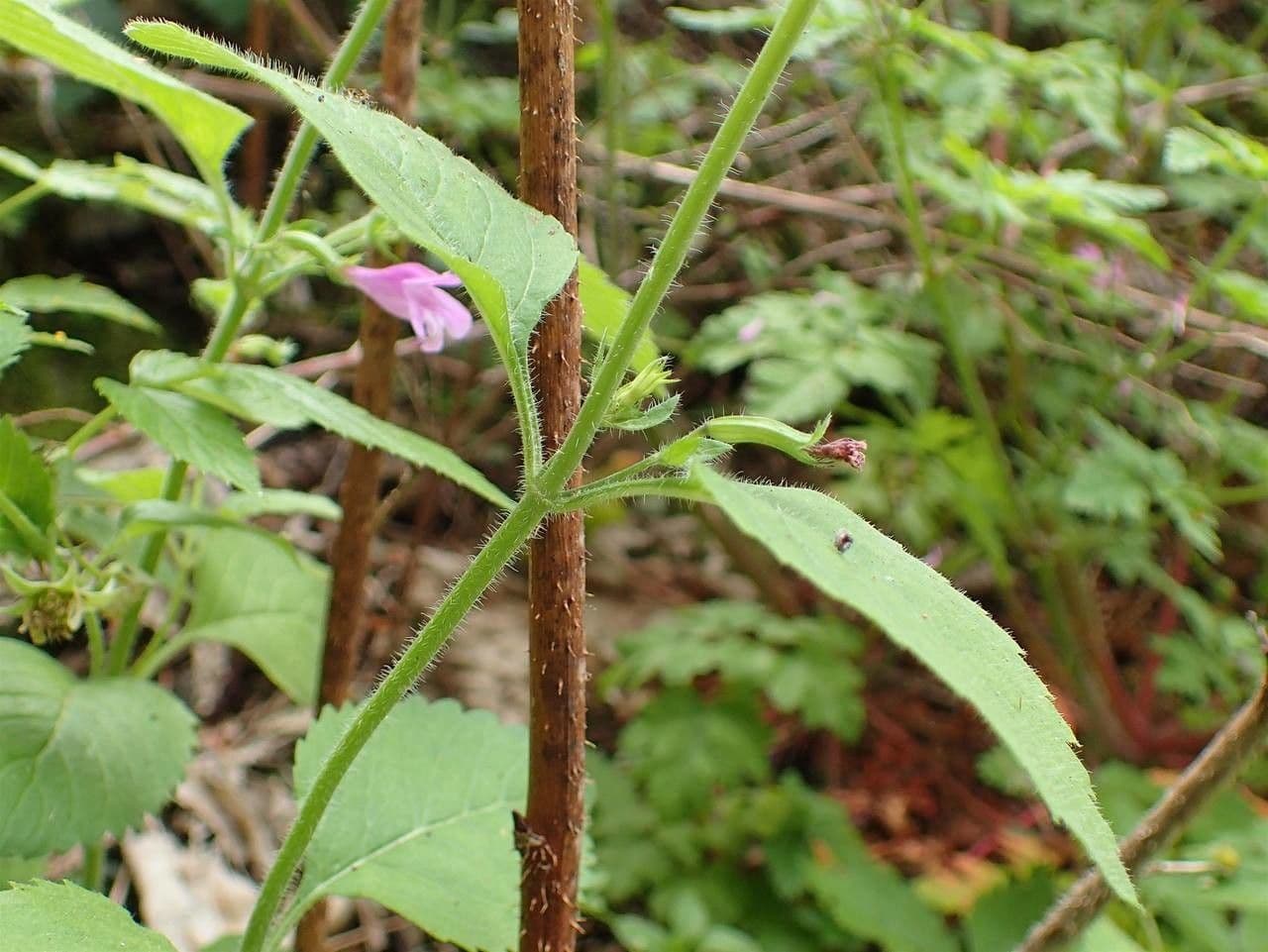 Nepitella maggiore 22
