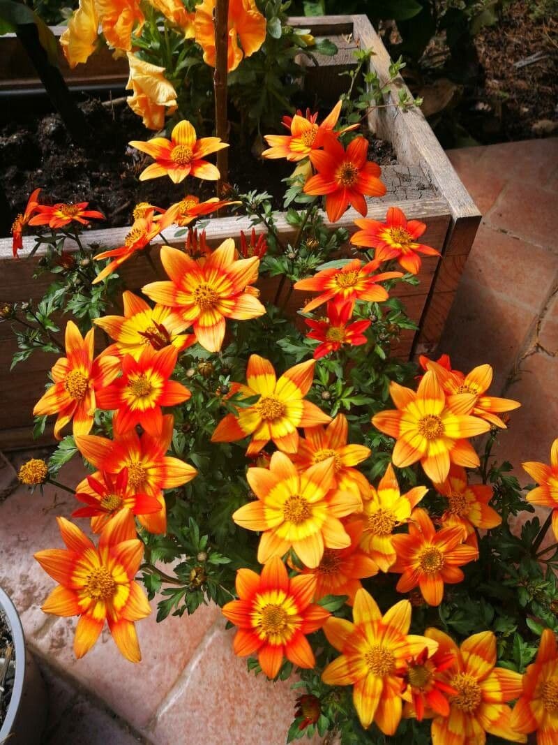 Bidens a tre nervature 3
