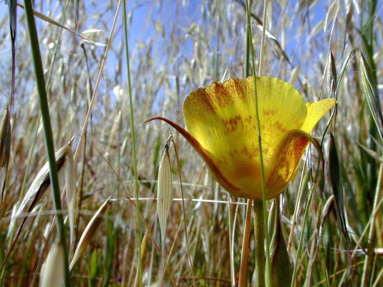 Calochortus luteus 8