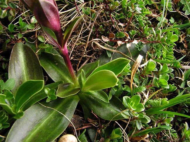 Gentiana occidentalis 14