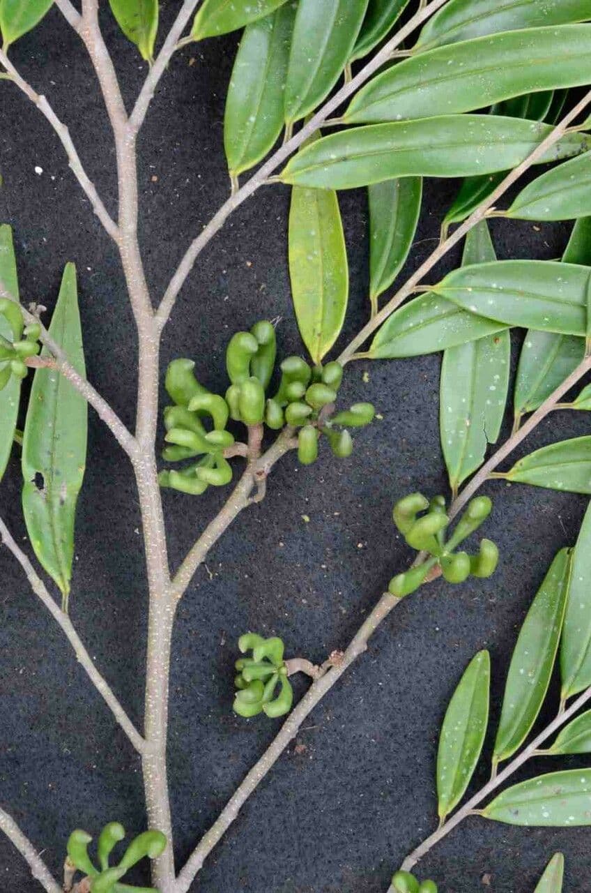 Xylopia brazylijska