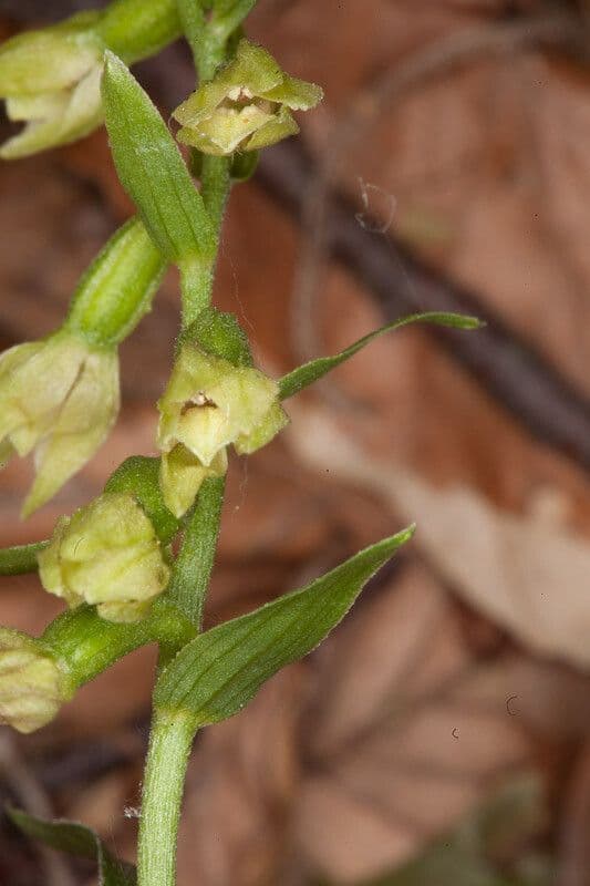 Epipactis leptochila 17
