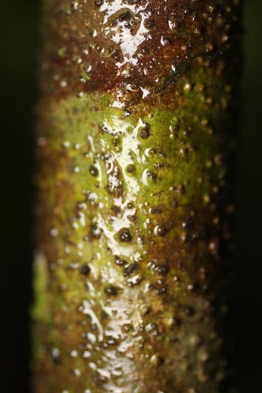 Cordia nodosa 18