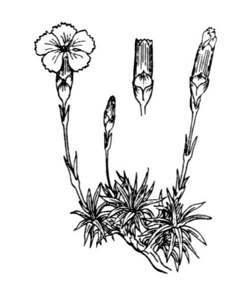 Garofano subacaule 16