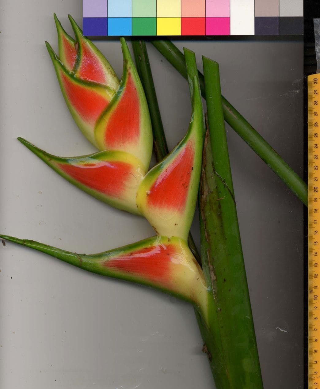 Geldblume 26
