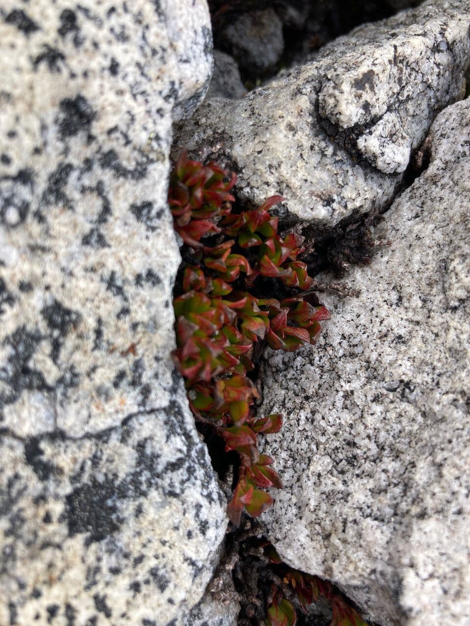 Muehlenbeckia 3
