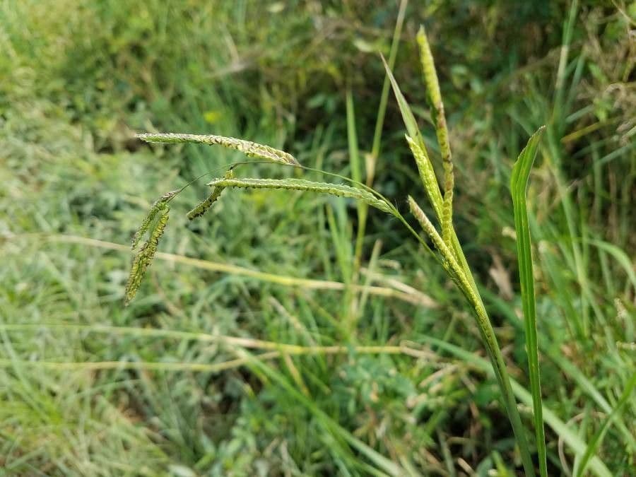 Urville-Paspalum 6