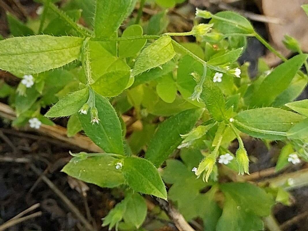 Myosotis à fleurs rares