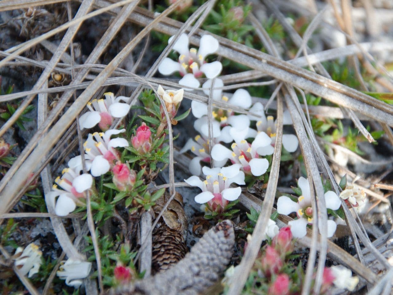 Pyxidanthera barbulate 2