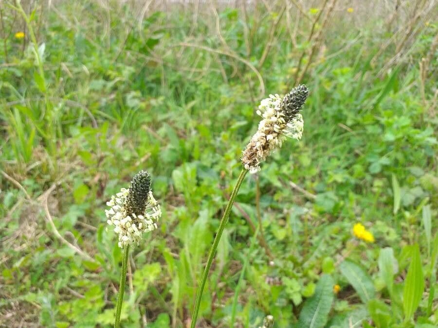 Piantaggine 7