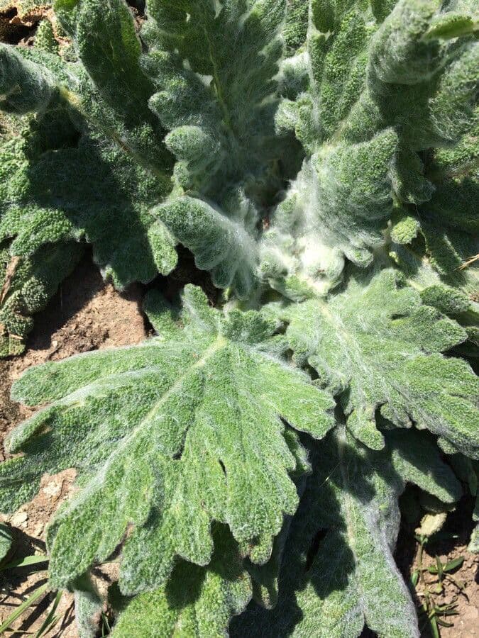 Salvia etiope 17