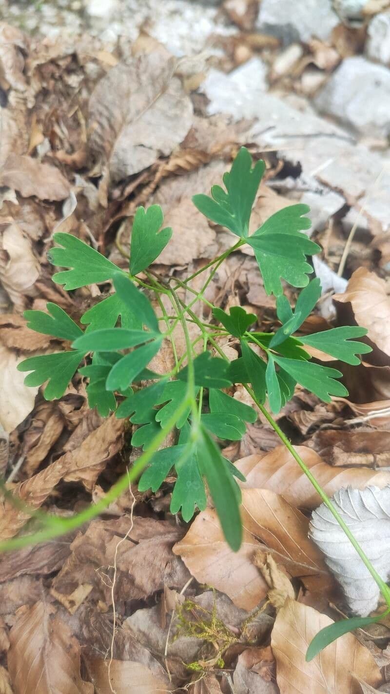 Aquilegia 11