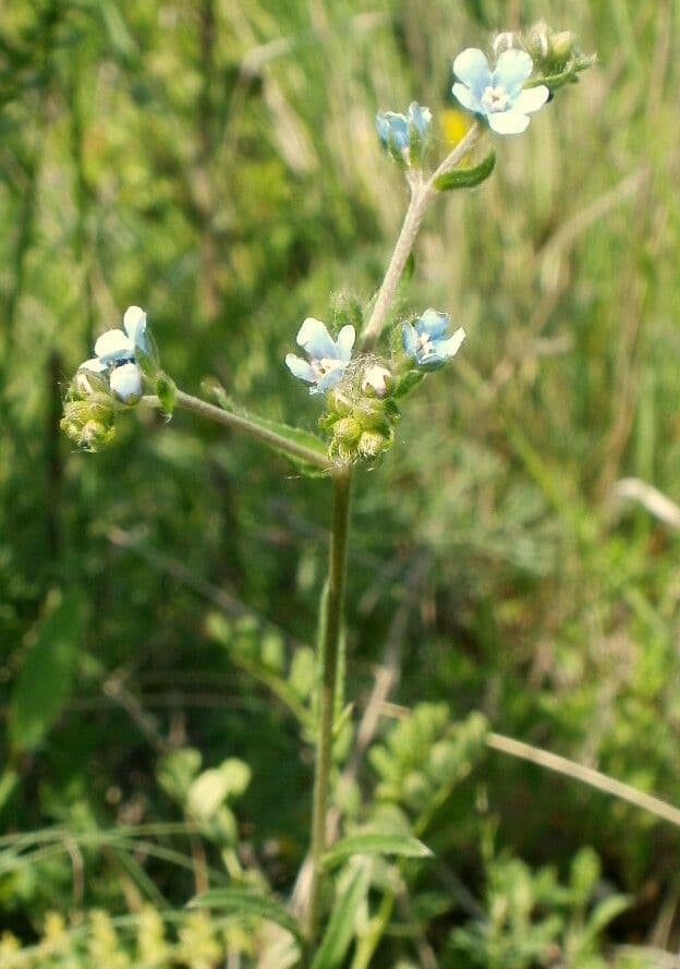 Lappola barbata
