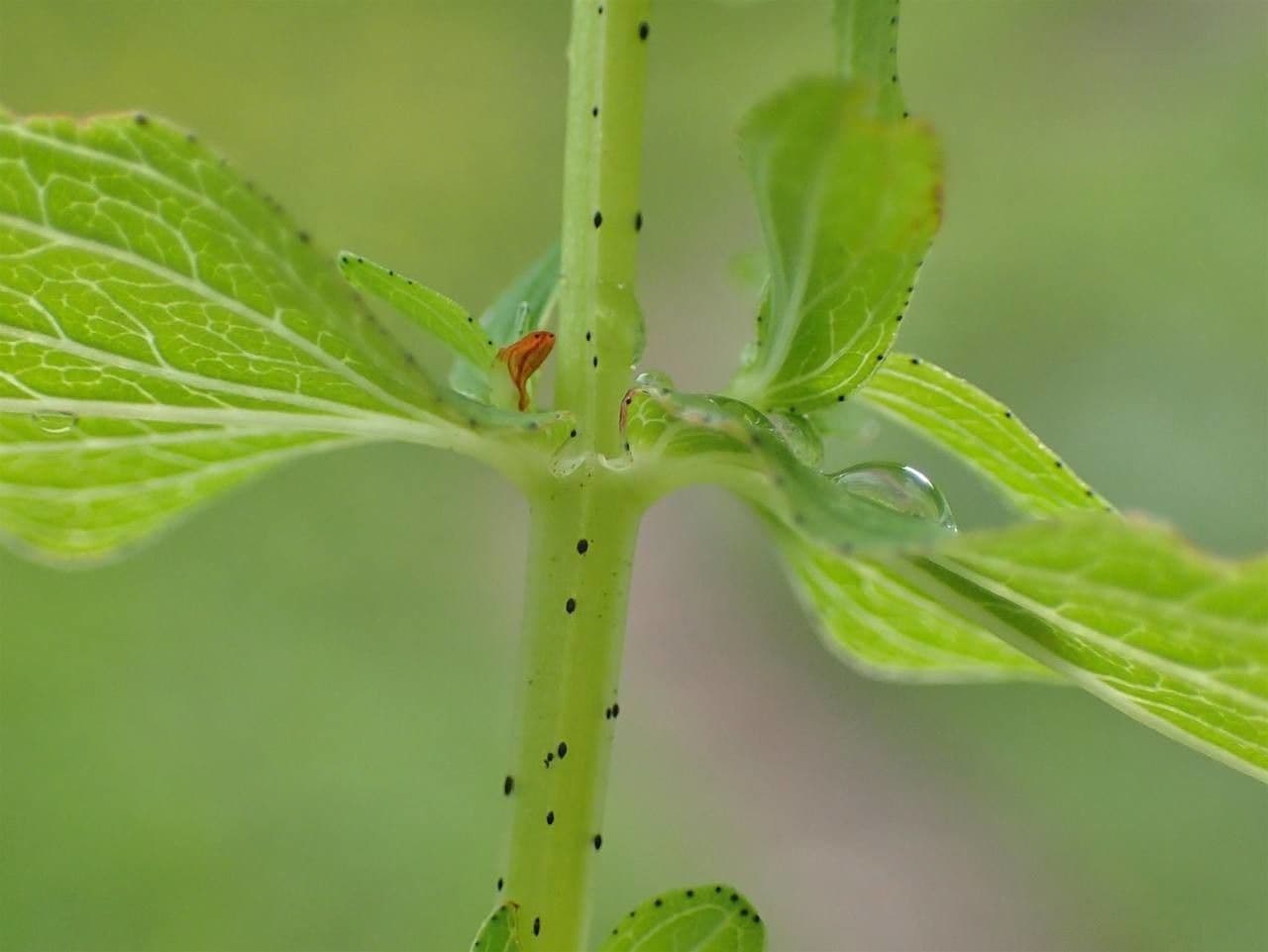 Millepertuis maculé 24