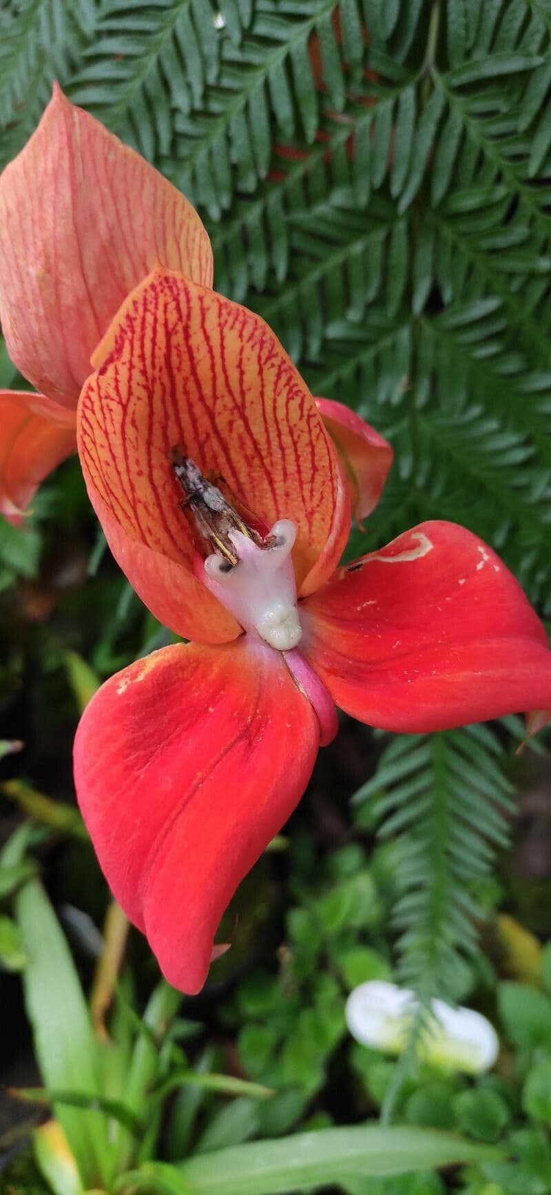 Disa uniflora 2