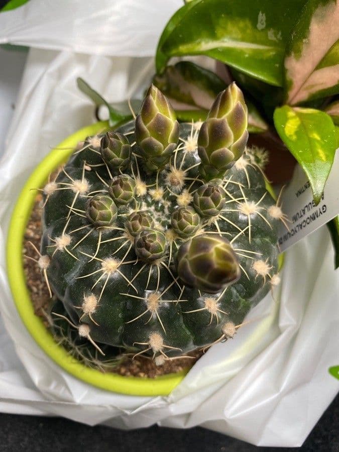 Cactus ragno 5