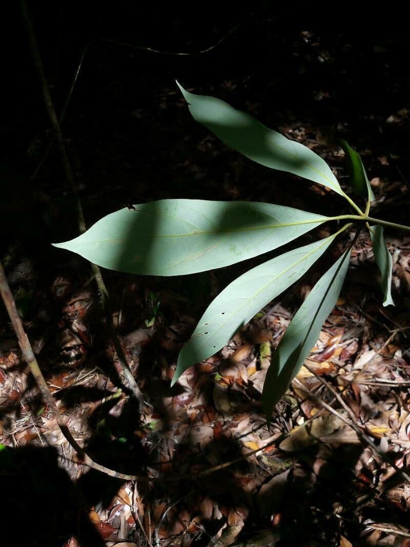 Actinodaphne