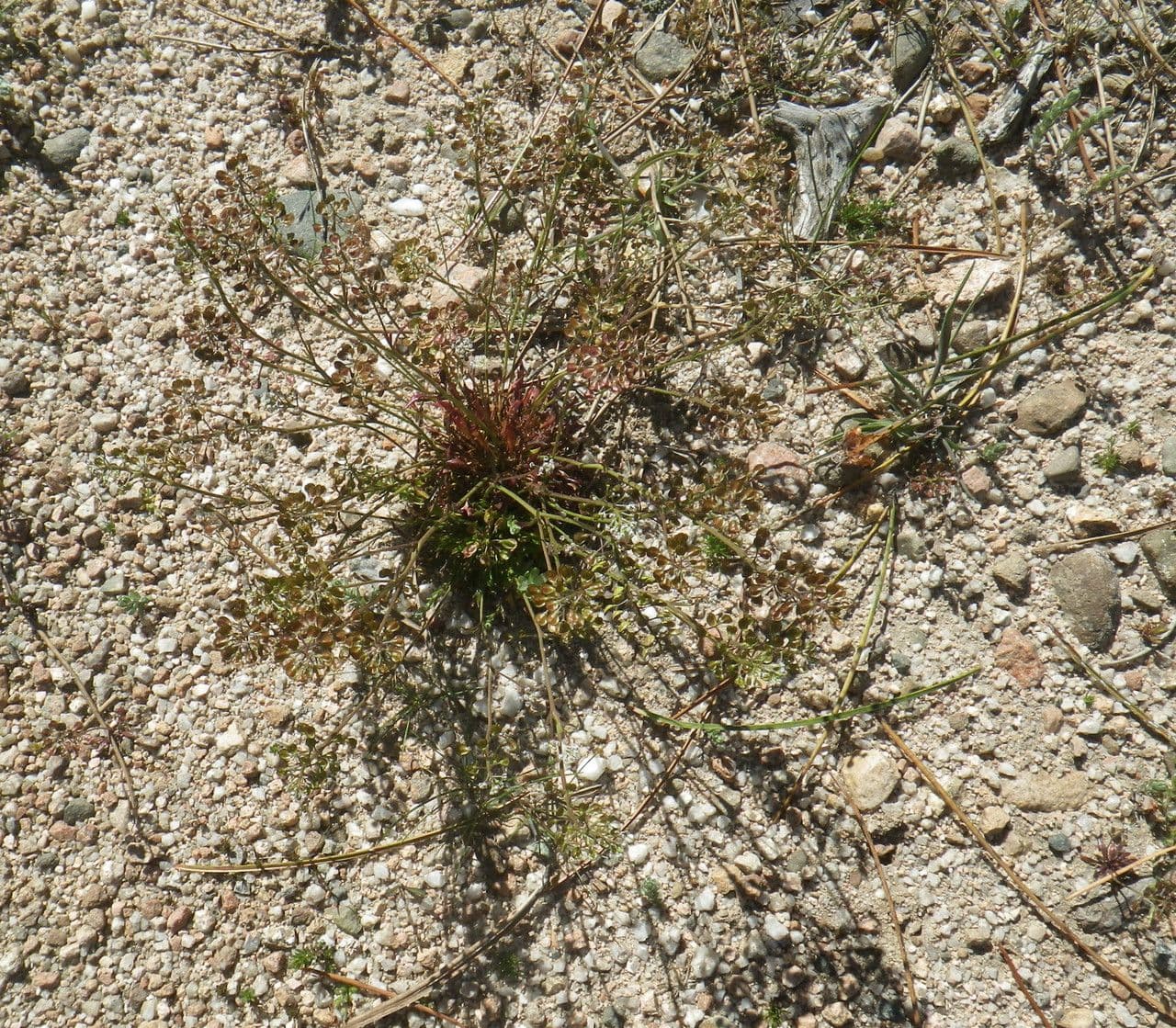 Teesdalia coronopifolia 15