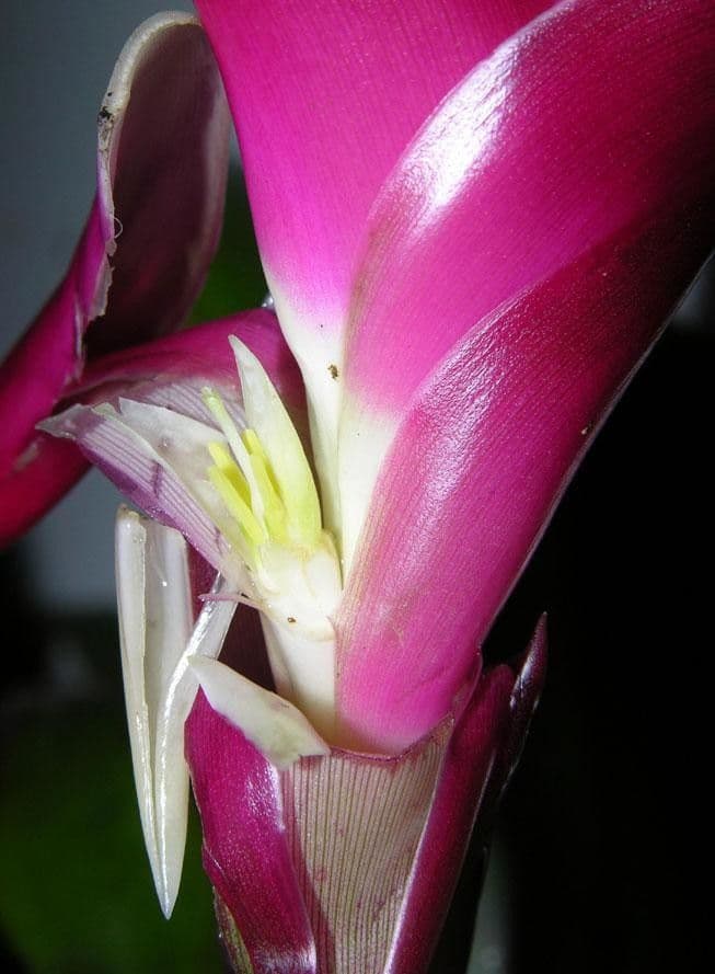 Vriesea eliconioide 7