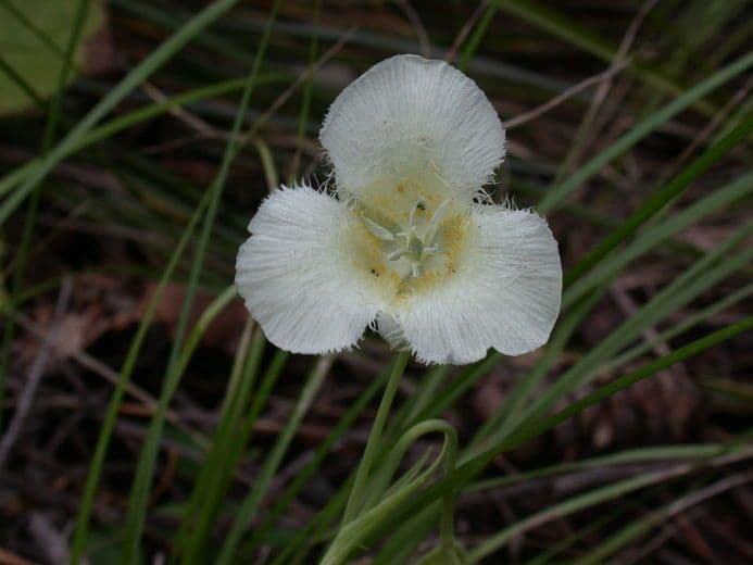 Kalochortus subalpínský 2