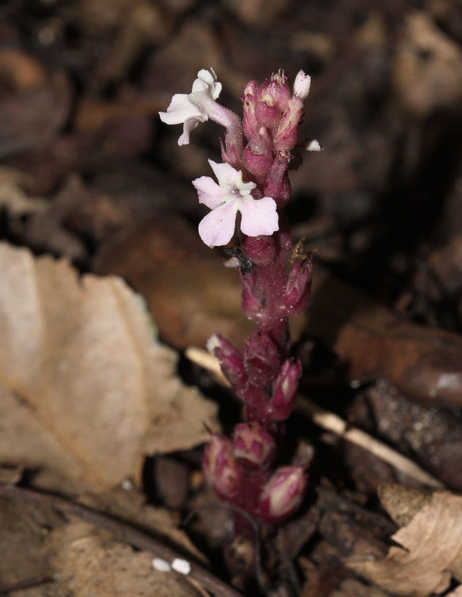 Striga gesnerioides 7