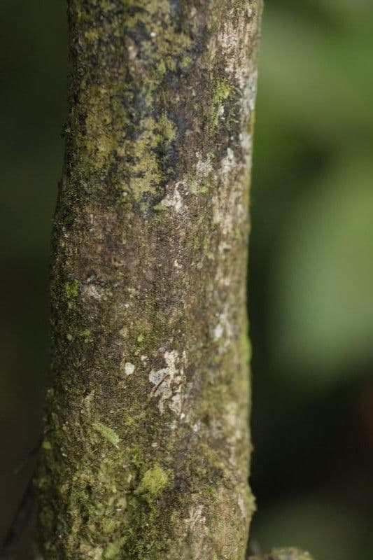 Passiflore écarlate 20