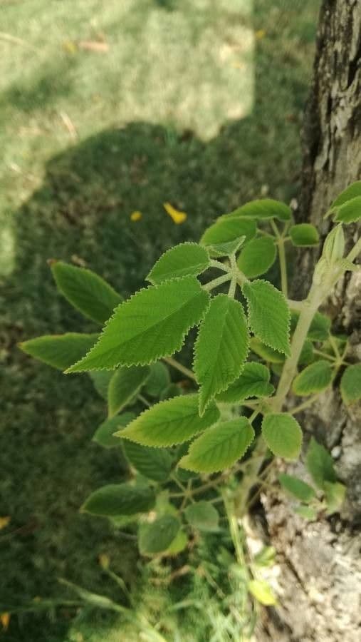 Roseodendron 5