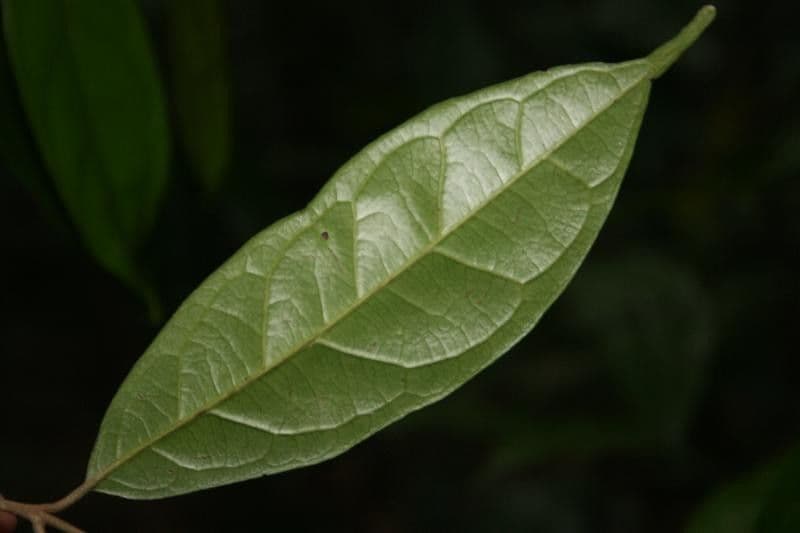 Siparuna cuspidata