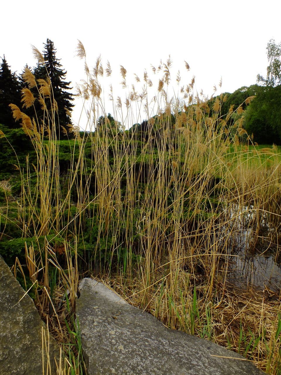 Stipa 8