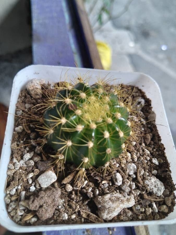 Coleocephalocereus 9