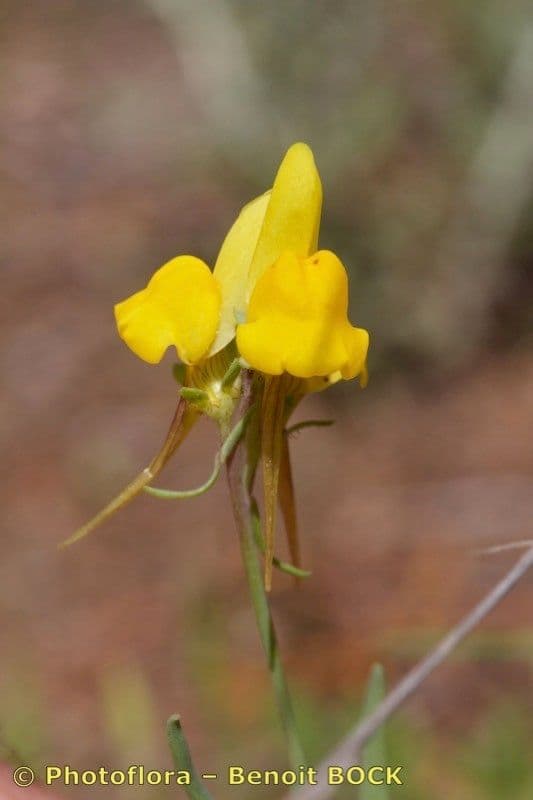 Linaria ametista 13
