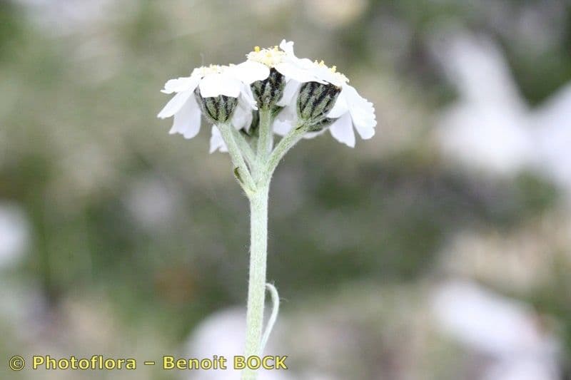 Achillea clavennae 26