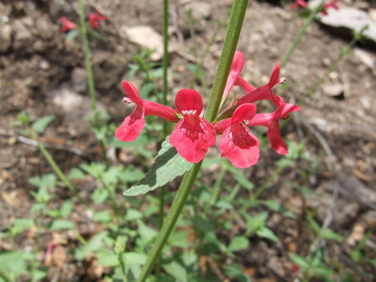 Stachys coccinea 5