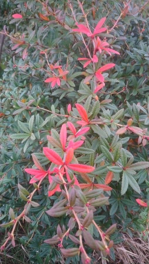 Berberys Gagnepaina 19